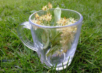 Tisana depurativa di primavera: dimagrire e depurarsi