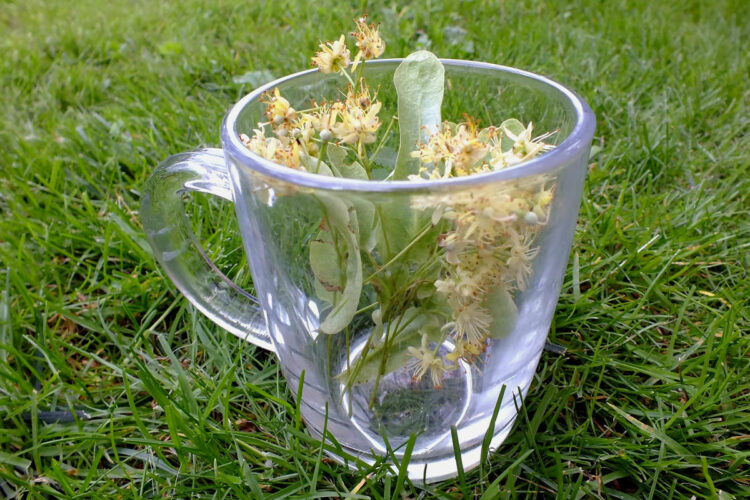 Tisana depurativa di primavera: dimagrire e depurarsi