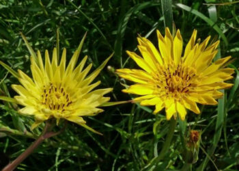 Barba di becco: cos'è, proprietà e benefici