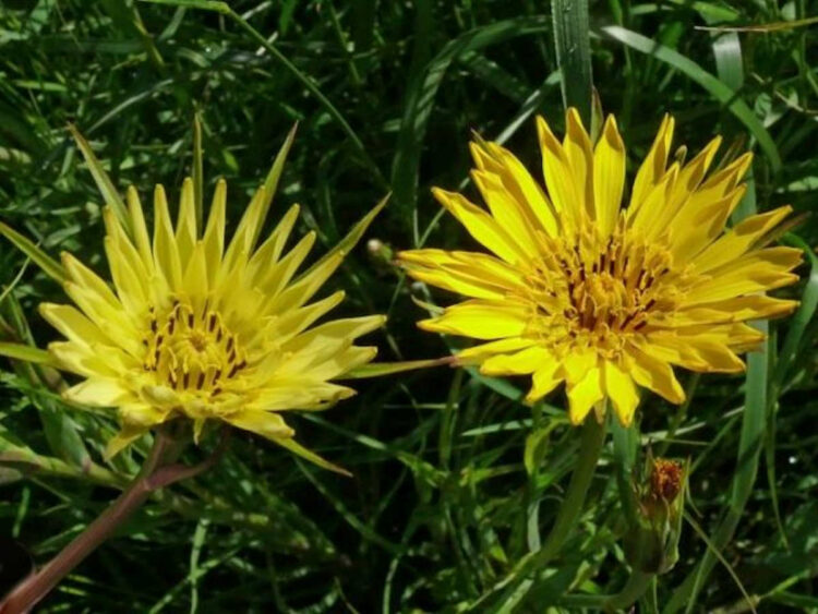 Barba di becco: cos'è, proprietà e benefici