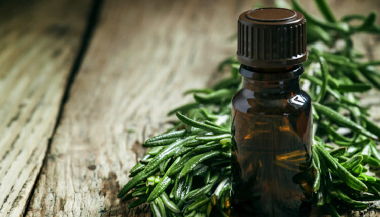 A cosa serve il Tea Tree Oil: usi e proprietà