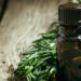 A cosa serve il Tea Tree Oil: usi e proprietà