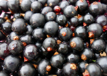 Ribes nero per controllare la glicemia dopo i pasti