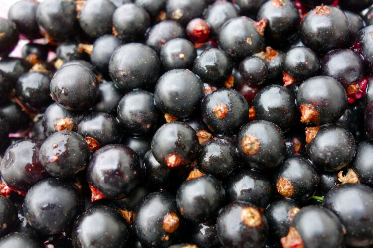 Ribes nero per controllare la glicemia dopo i pasti