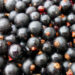 Ribes nero per controllare la glicemia dopo i pasti