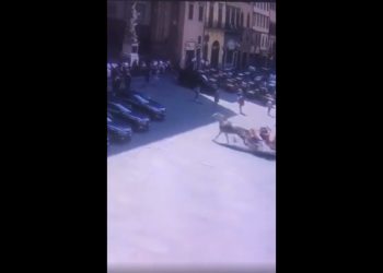 Cavallo imbizzarrito si schianta contro le auto del ministro