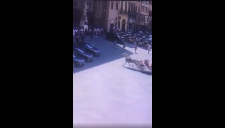 Cavallo imbizzarrito si schianta contro le auto del ministro