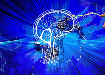 Cervello e testicolo si somigliano: lo studio