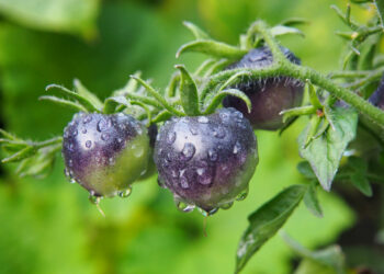 Pomodoro nero, vero alimento nutraceutico: fa bene alla salute