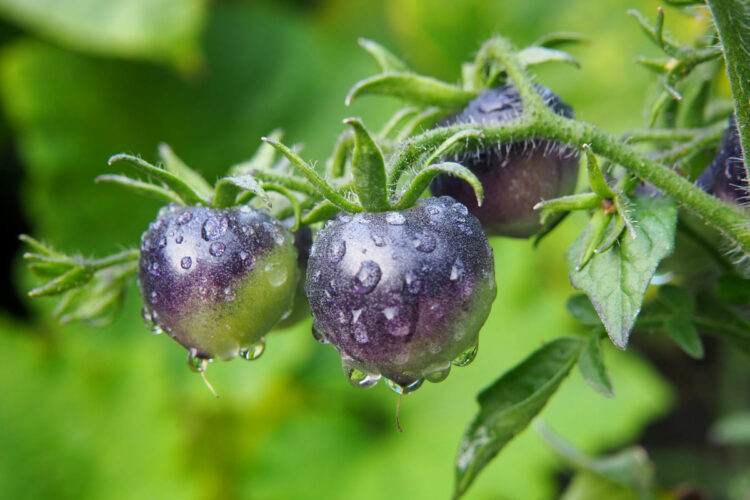 Pomodoro nero, vero alimento nutraceutico: fa bene alla salute