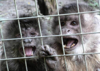 Allarme vaiolo delle scimmie: primo morto per virus in Cina