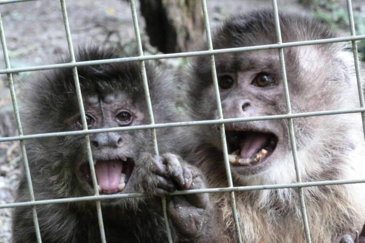 Allarme vaiolo delle scimmie: primo morto per virus in Cina