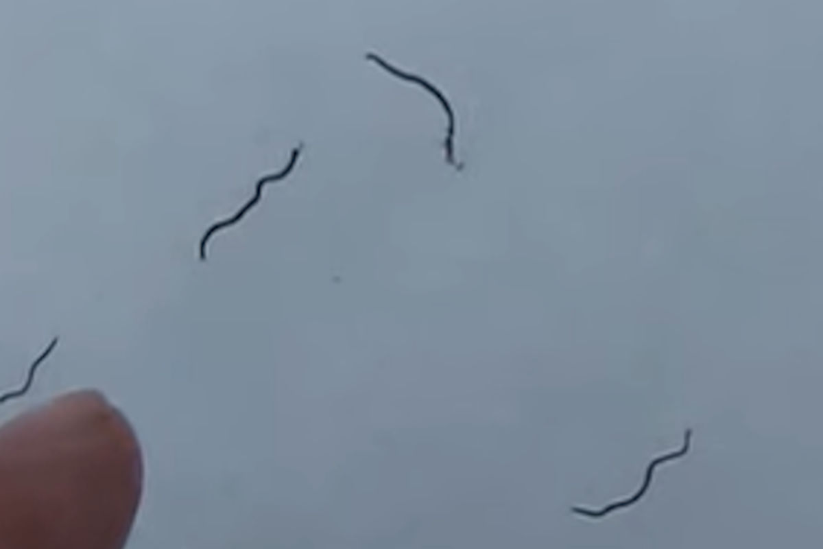 I misteriosi vermi di ghiaccio neri e blu emersi dai ghiacciai VIDEO