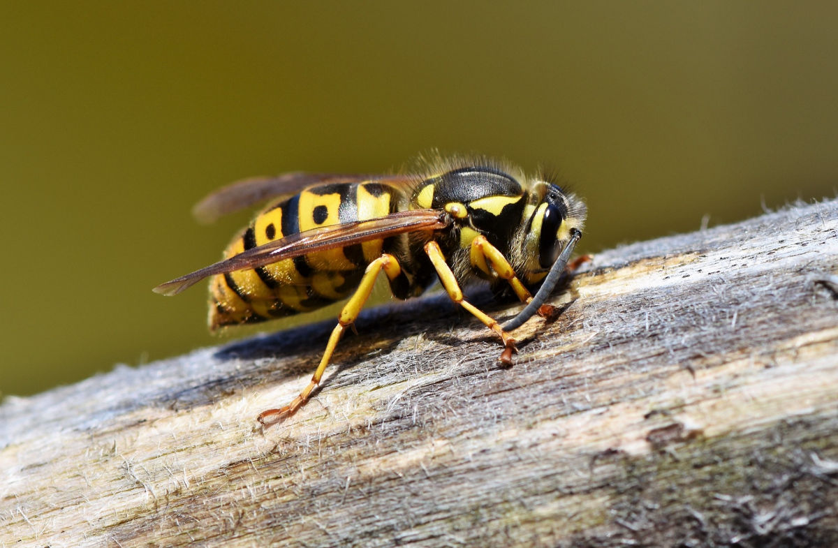 Paura in spiaggia, 40enne punto da una vespa in shock anafilattico: elisoccorso