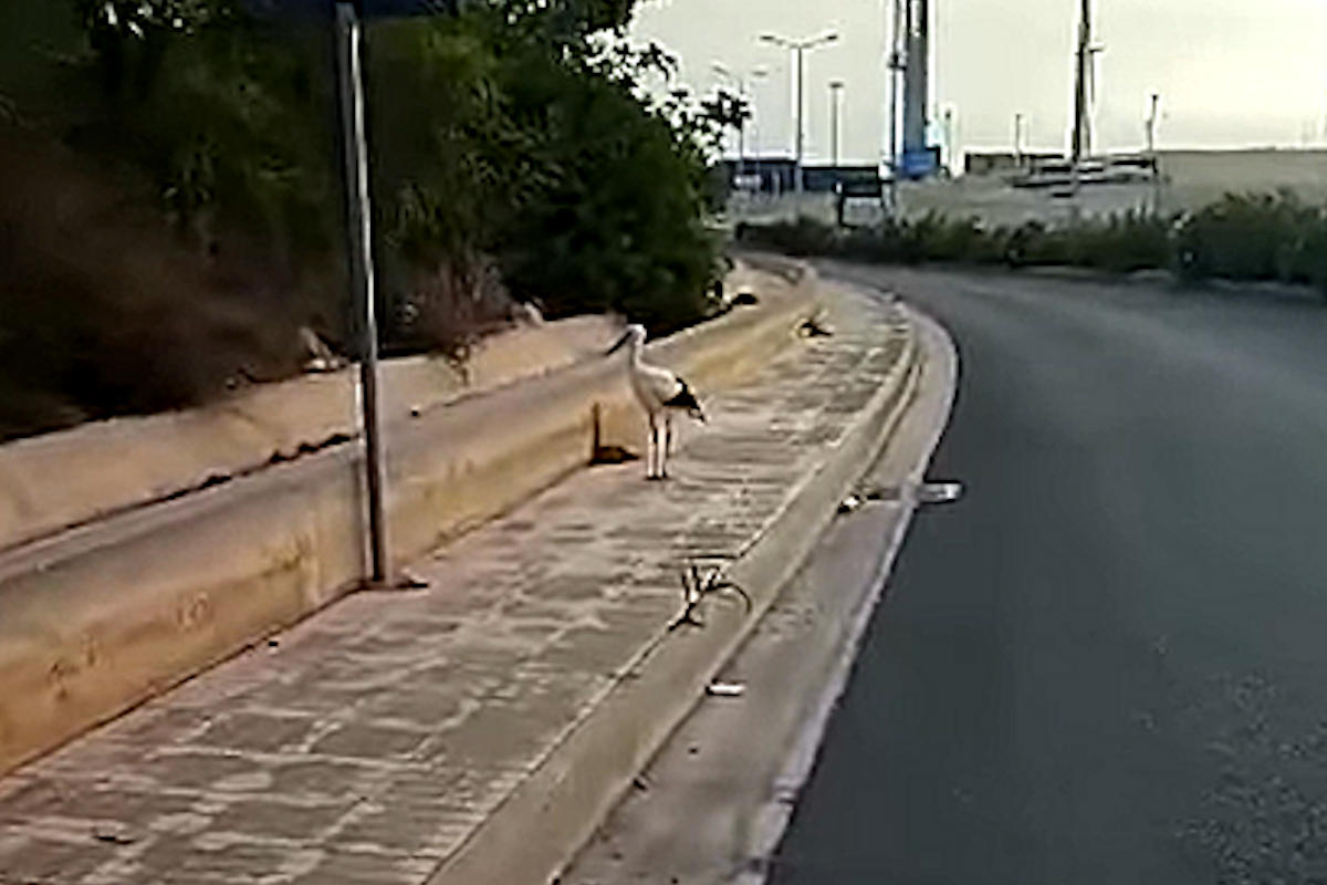 Cicogna che passeggia in strada a Pozzallo VIDEO