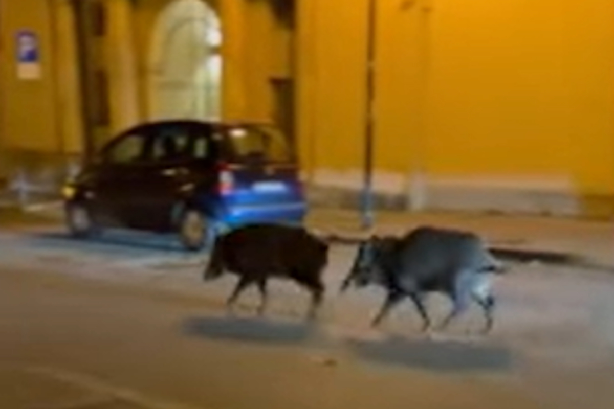 Torino come Roma: cinghiali a spasso in città VIDEO