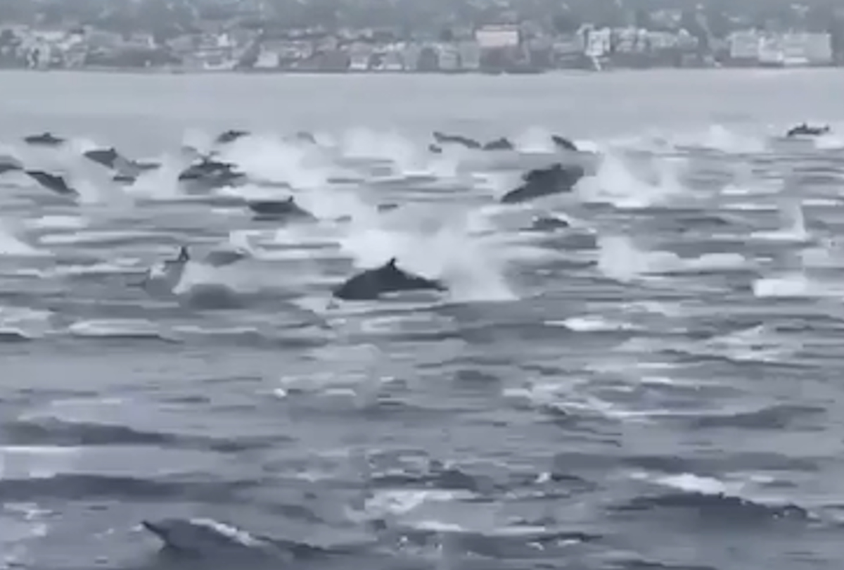 Strage di delfini alle Faroe, il VIDEO denuncia del massacro (IMMAGINI FORTI)