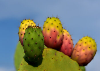 Fico d'India: prezioso frutto per la salute: ecco perchè fa bene