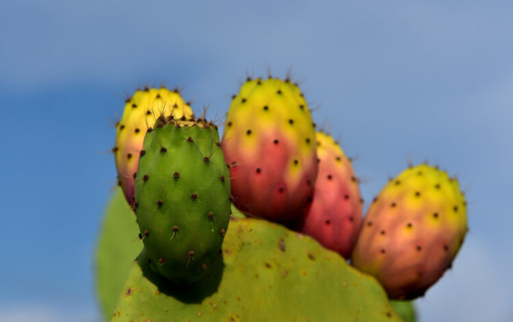 Prickly pear: a precious fruit for health: that's why it's good for you