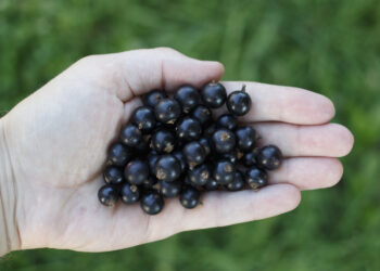 Pressione alta, rimedi naturali e dieta Dash per abbassarla subito