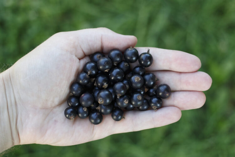 Pressione alta, rimedi naturali e dieta Dash per abbassarla subito