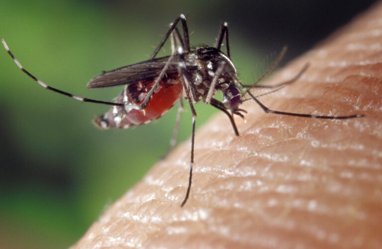 Virus West Nile, intervento straordinario di disinfestazione a Modica: ecco il calendario