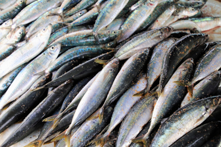 Pesce magro per dieta, ecco quale scegliere per dimagrire: menù settimanale