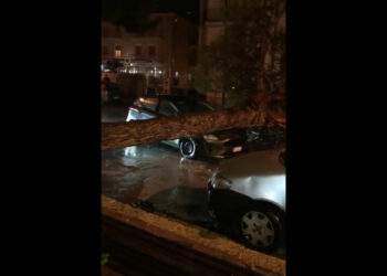 Forte maltempo in Sicilia: albero cade su auto