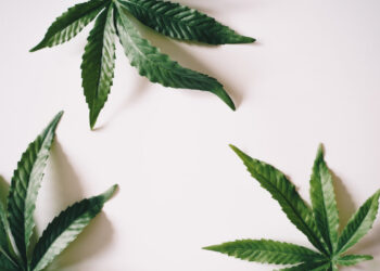 Piante di cannabis femminili e maschili: come distinguerle