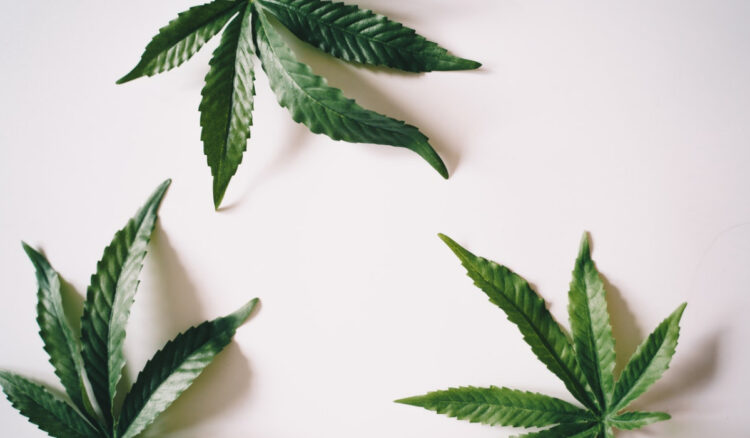 Piante di cannabis femminili e maschili: come distinguerle