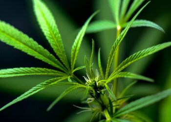 Cannabis legale: come acquistarla in Italia e chi può farlo