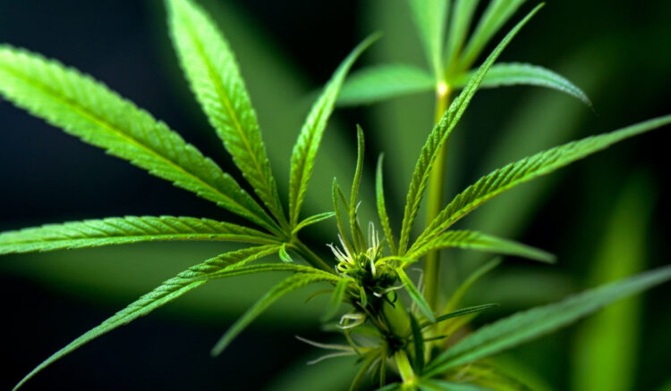 Cannabis legale: come acquistarla in Italia e chi può farlo