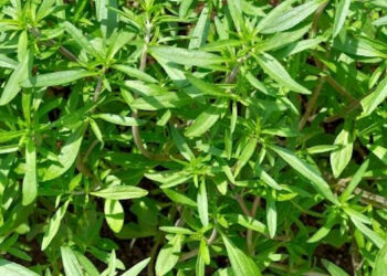 La Santoreggia, quello che c’è da sapere: benefici per la salute e proprietà