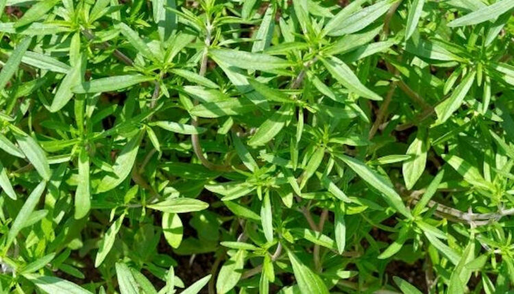 La Santoreggia, quello che c’è da sapere: benefici per la salute e proprietà