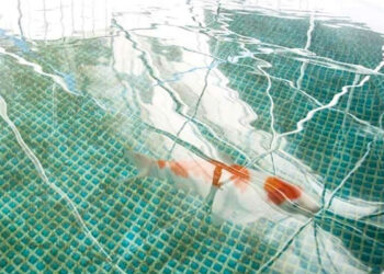 Orti sociali Proxima a Ragusa, rubate le carpe utilizzate per l’acquaponica