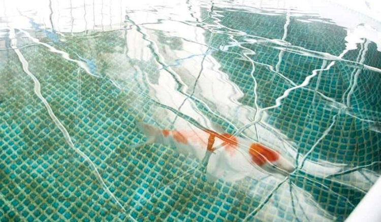 Orti sociali Proxima a Ragusa, rubate le carpe utilizzate per l’acquaponica