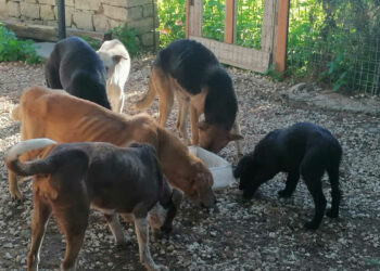Scicli, canile abusivo in contrada Licozia: liberati 21 cani