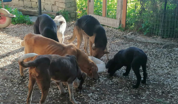 Scicli, canile abusivo in contrada Licozia: liberati 21 cani