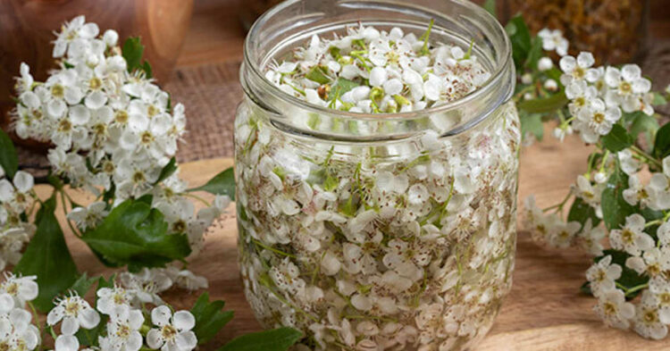 Herbal tea against stress and anxiety