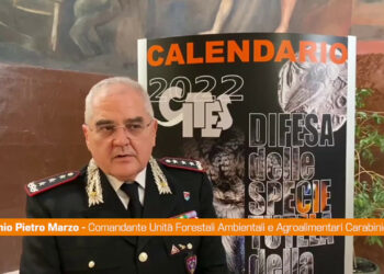 Carabinieri, le specie protette nel calendario Cites