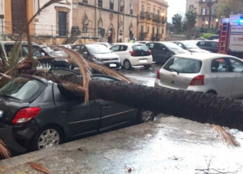 Maltempo a Palermo, palma crolla davanti alla Questura