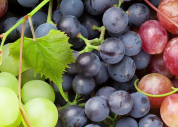 Viticoltura, con Life Green Grapes 50% fitofarmaci in meno