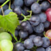 Viticoltura, con Life Green Grapes 50% fitofarmaci in meno