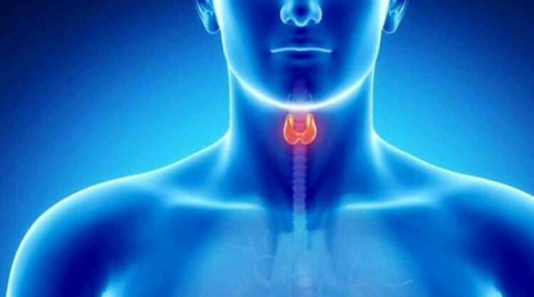 Bonus tiroide, Inps: assegno da 290 a 525 euro al mese a pazienti con problemi tiroidei