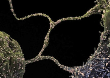 Covid, la nuova variante IHU scoperta in Francia