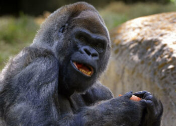 E' morto il gorilla più vecchio del mondo, aveva 61 anni: addio a Ozzie. Ad annunciarlo lo zoo di Atlanta. Il terzo gorilla più anziano