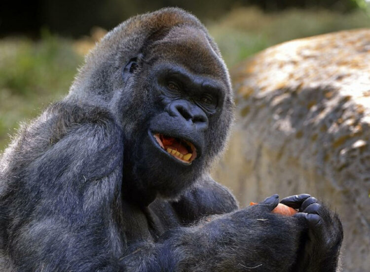 E' morto il gorilla più vecchio del mondo, aveva 61 anni: addio a Ozzie. Ad annunciarlo lo zoo di Atlanta. Il terzo gorilla più anziano