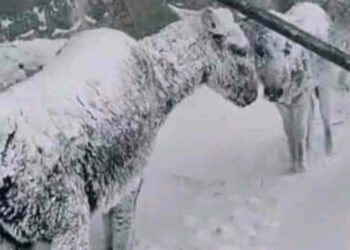 Gelo in Turchia, animali congelati: è impressionante VIDEO