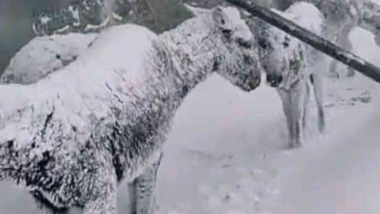 Gelo in Turchia, animali congelati: è impressionante VIDEO