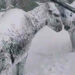 Gelo in Turchia, animali congelati: è impressionante VIDEO